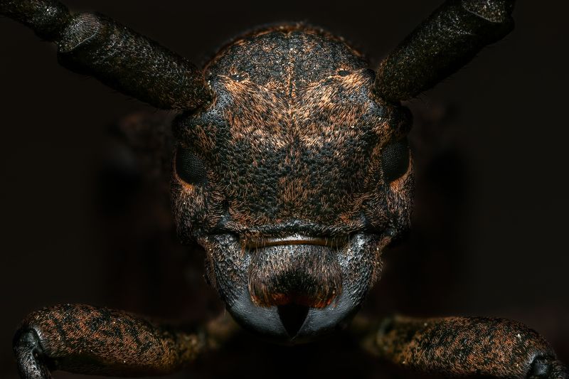 Портрет усача фото превью