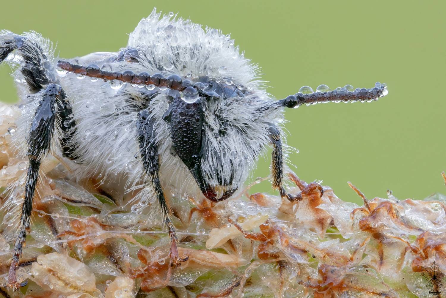 пчела, насекомое, роса, Глеб Коровко