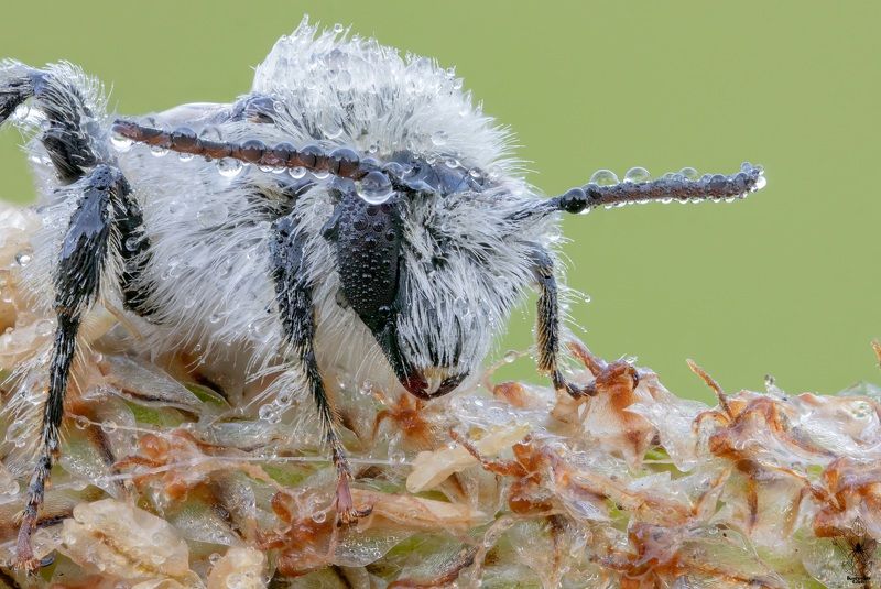пчела, насекомое, роса Спящая пчела фото превью