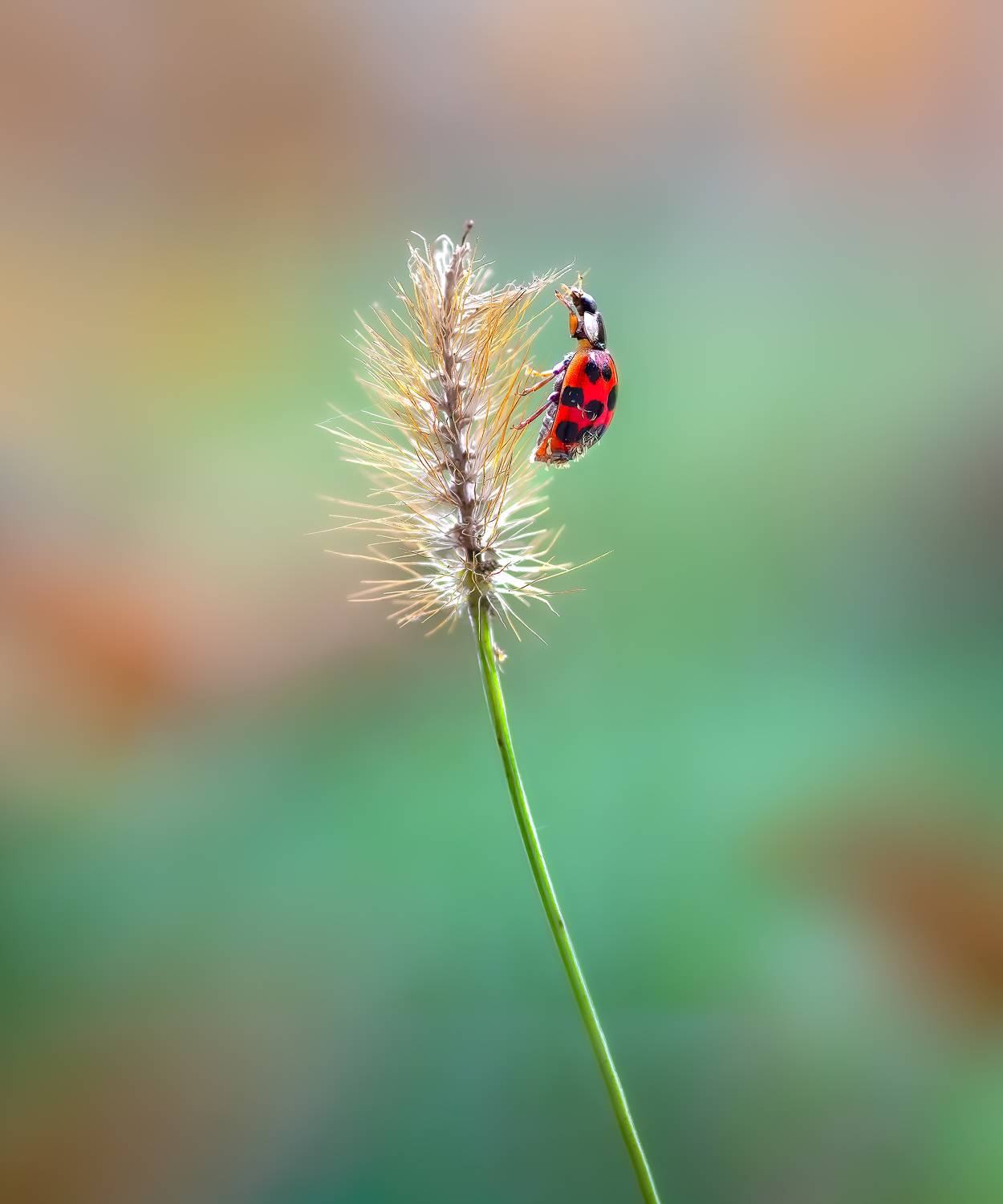 ladybug, beetle, insect, flower, macro, bugs, ladybird,, Atul Saluja