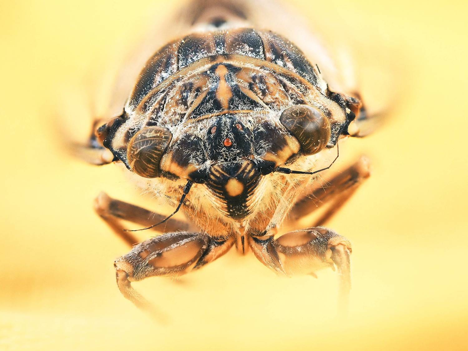 насекомое, цикада, портрет, макро, жёлтый, insect, macro, yellow, Ирина Протченко
