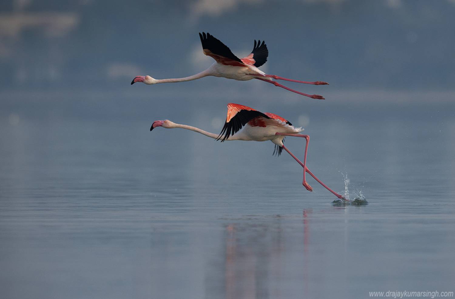 Greater flamingos flying, Dr Ajay Kumar Singh