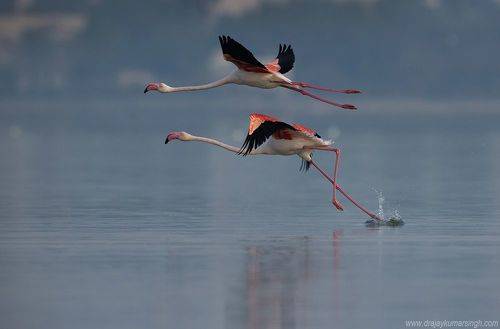 Greater flamingos
