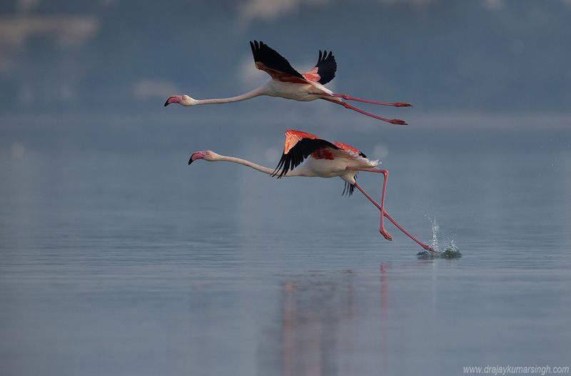 Greater flamingos flying Greater flamingos фото превью