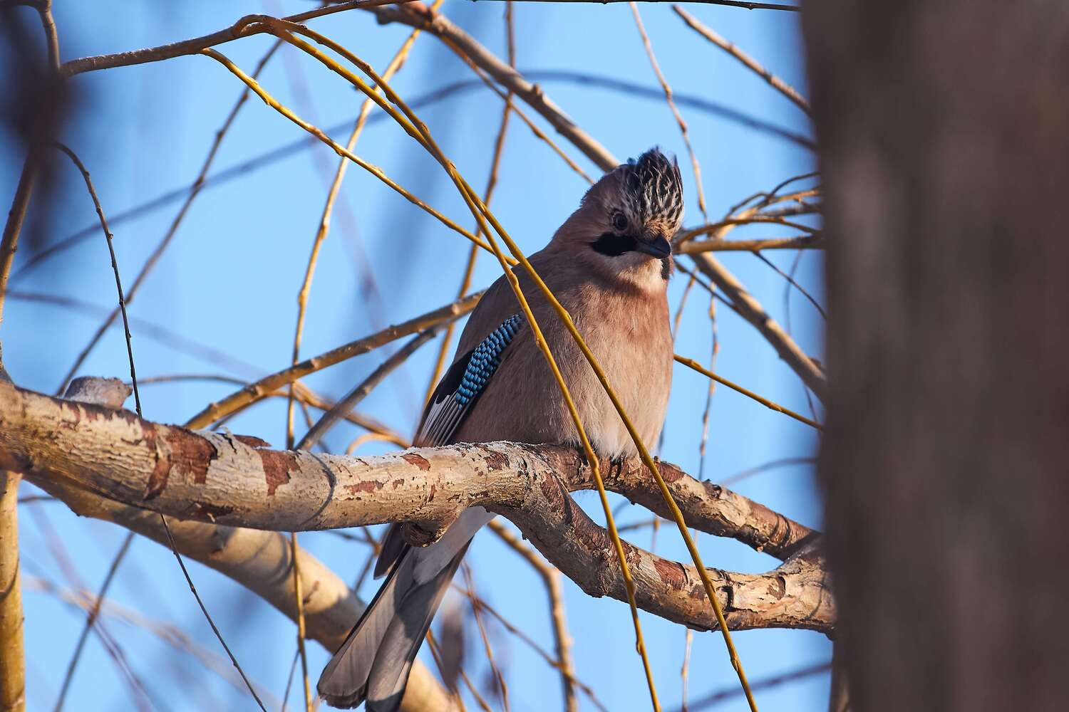 volgogad, russia, wildlife, bird, birds, birdswatching, volgograd, russia, wildlife, Garrulus glandarius, , Сторчилов Павел