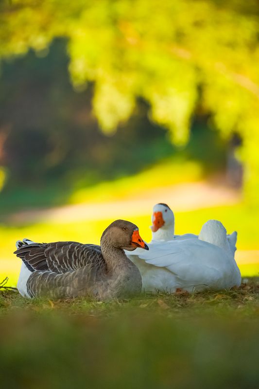 Гуси в Царицыно фото превью