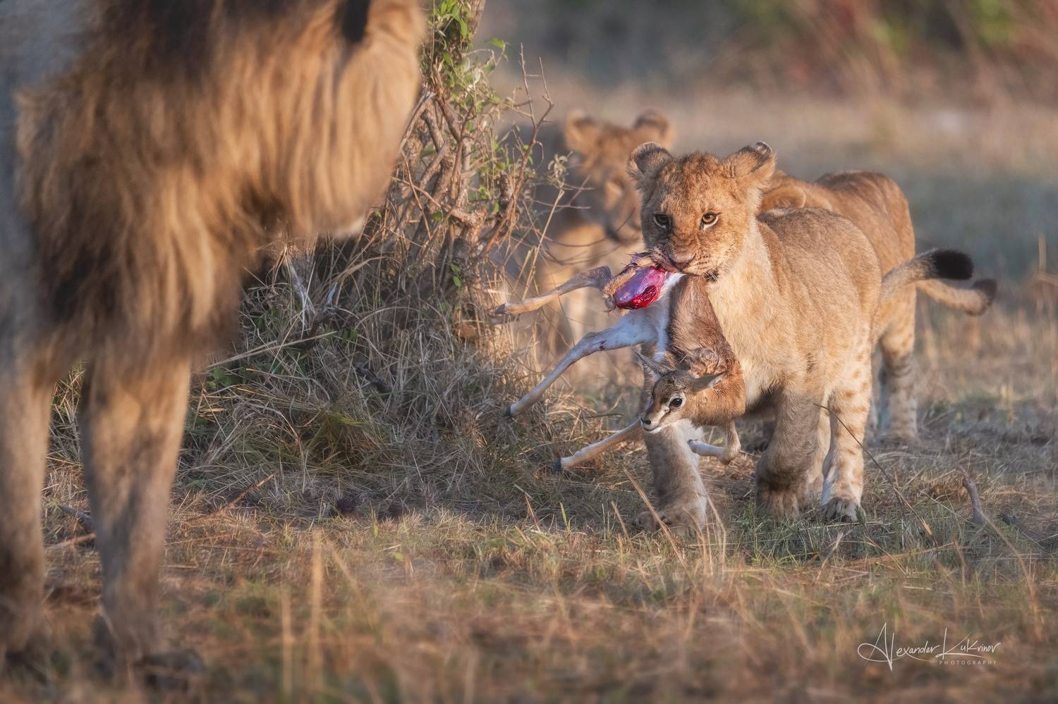 лев,львята,охота,кения, Александр Кукринов