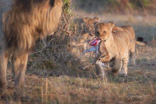 Юный охотник...