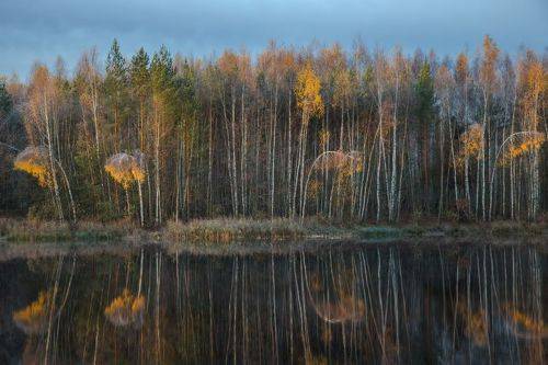 Склонились березки в реверансе...