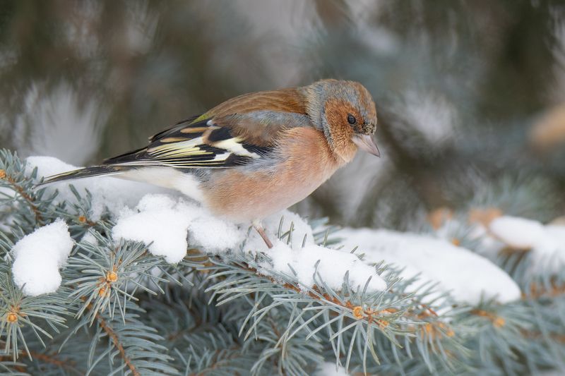 зяблик ,fringílla coеlebs,ставрополь,птицы Зяблик (лат. Fringílla coеlebs) фото превью