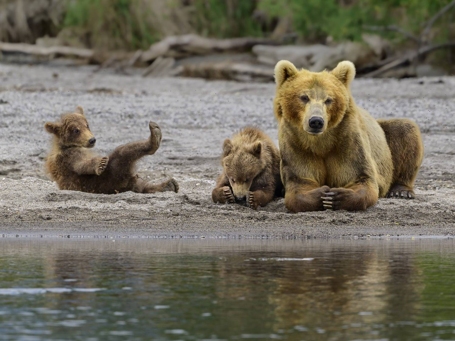 Медведь, Сергей Пупонин