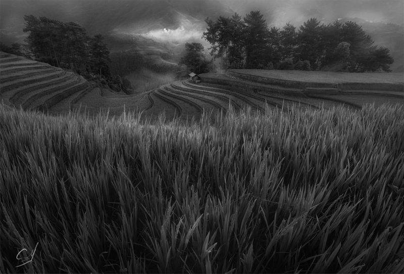 ****Rice фото превью