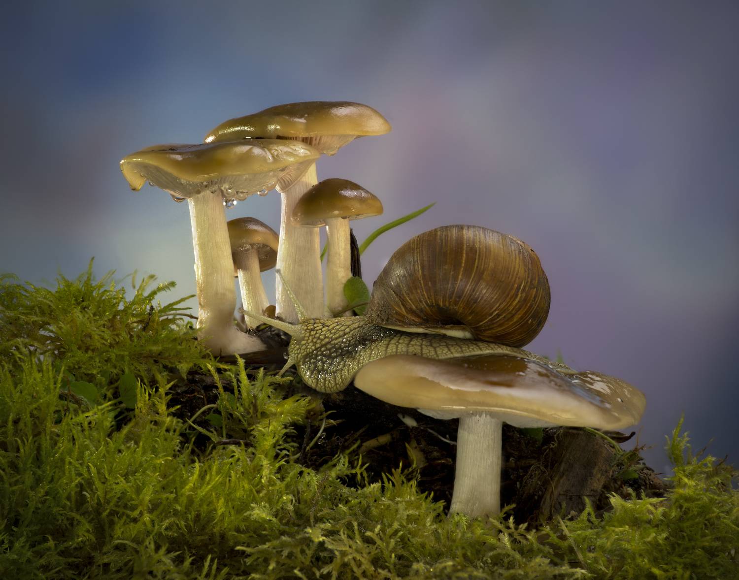 , Черновол Валентин