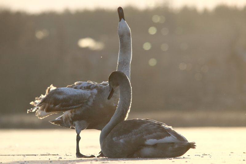 животные, природа, птицы, лебеди, зима, анималистика, самара На льду фото превью