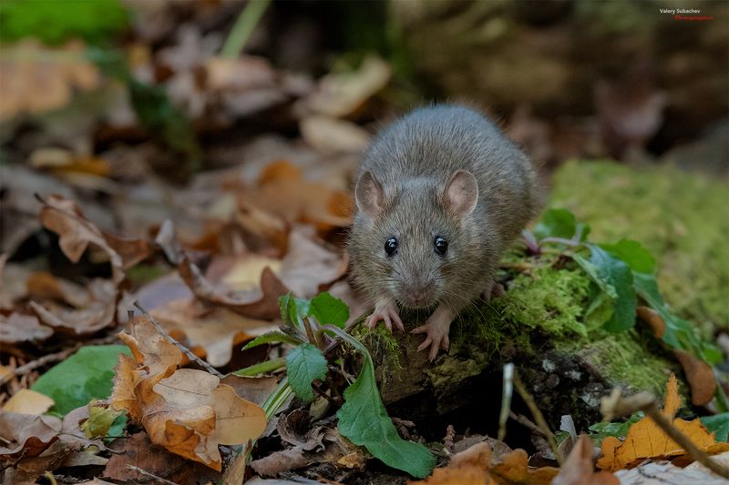 Здрасти фото превью