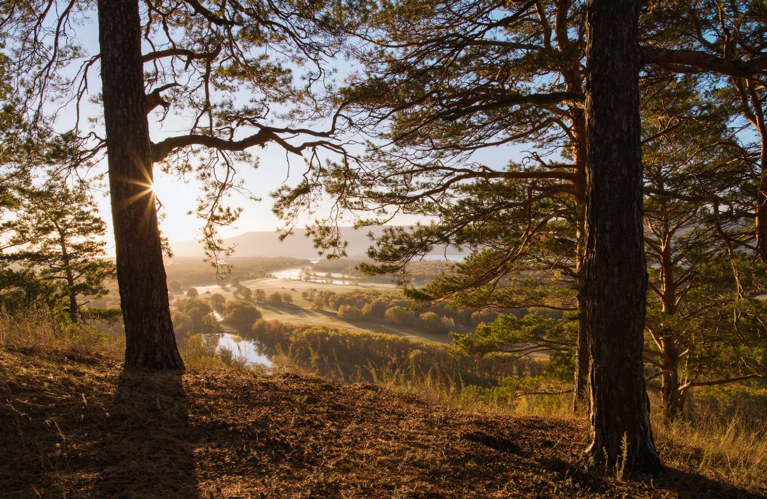 , Алексей Проняхин