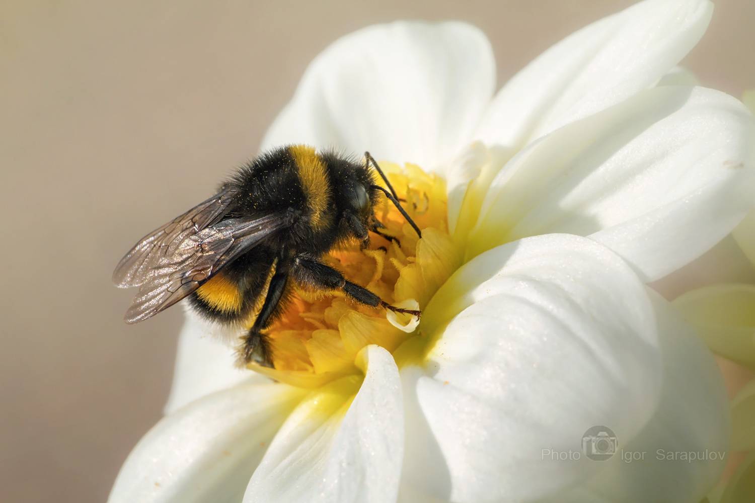шмель, цветущий октябрь, цветок, фотоохота, усики, пушок, подглядывание, насекомое, макросъёмка,  георгин, macro, live for the story, kwanon photo, dahlia, canon photo, Сарапулов Игорь