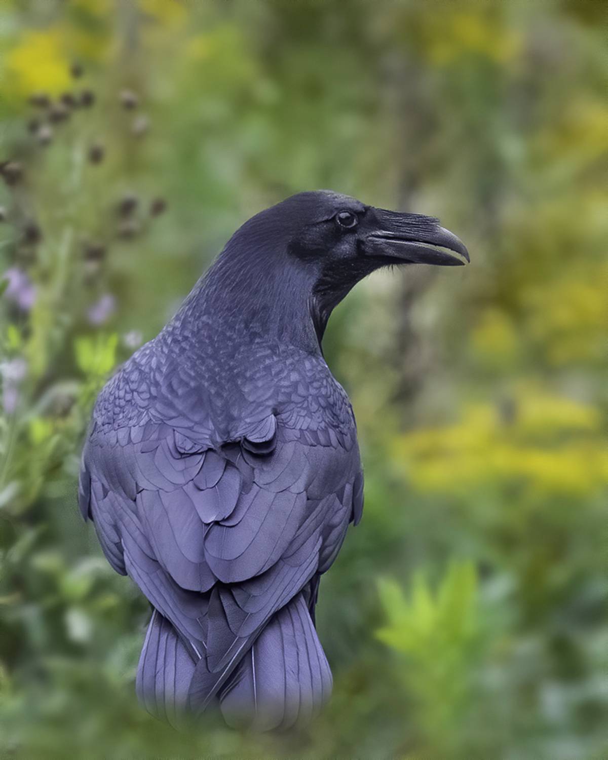 ворон, лес, Сытина Наталия