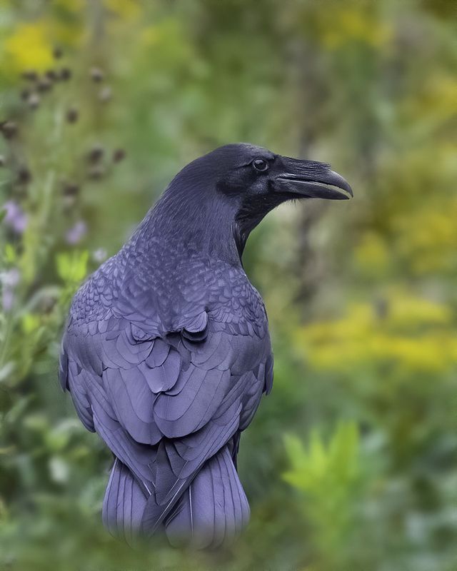 ворон, лес Он обернулся посмотреть... фото превью