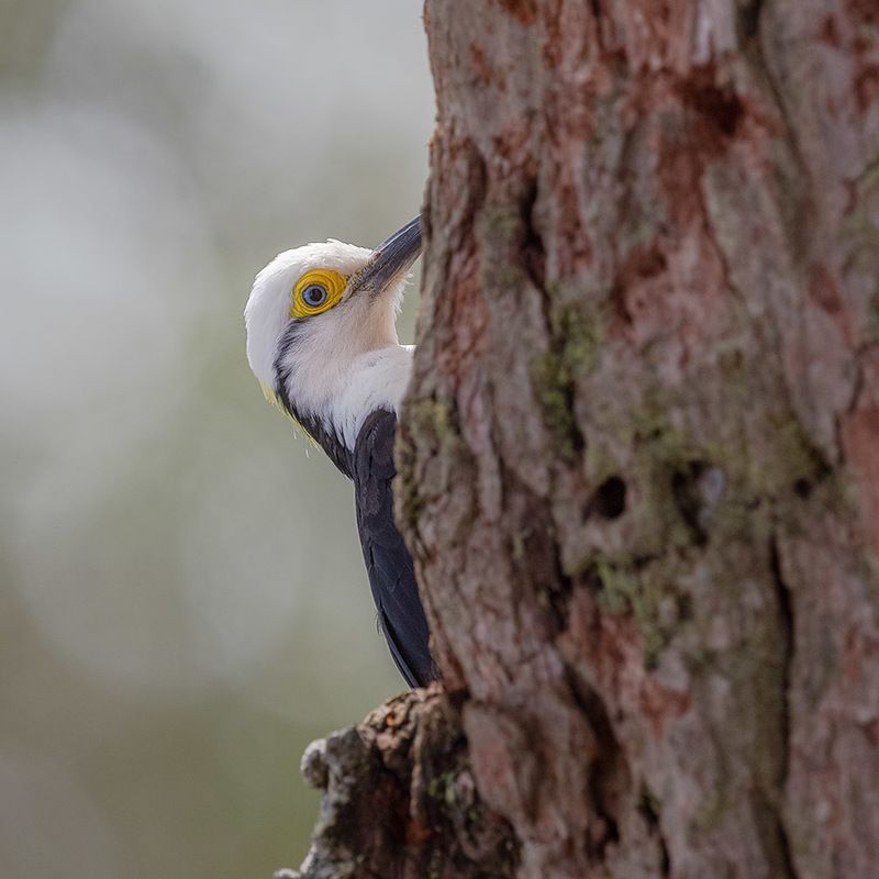 птицы, уругвай *** фото превью