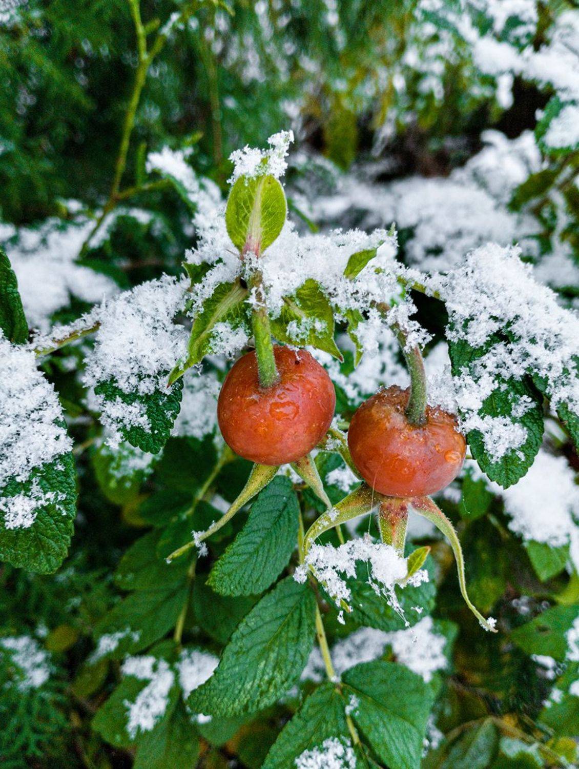 , Марина Никулина