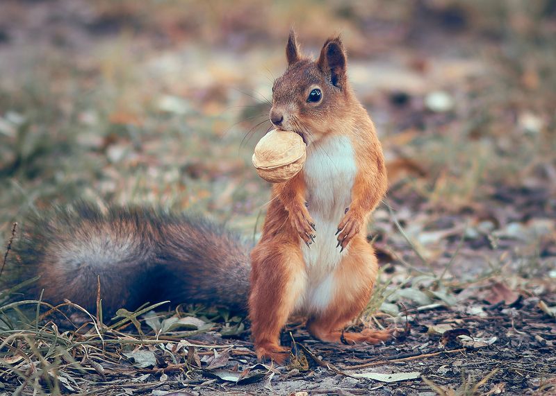 белочка с орешком Белочка с орешком фото превью