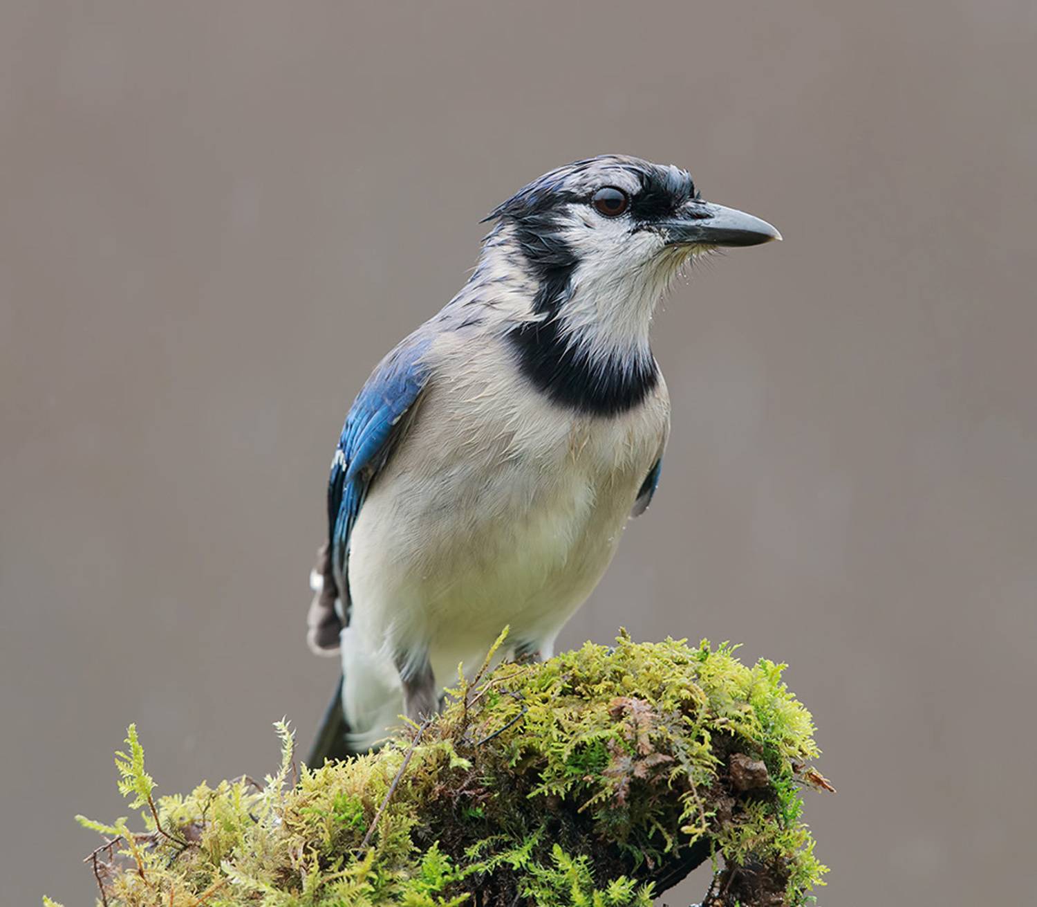 cойка, blue jay, jay, birds, птицы, зима, winter, Etkind Elizabeth