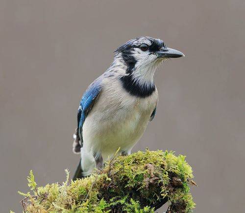 Blue Jay - Голубая сойка