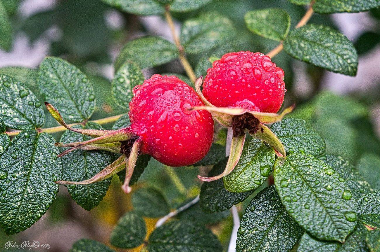 , Орлов Олег