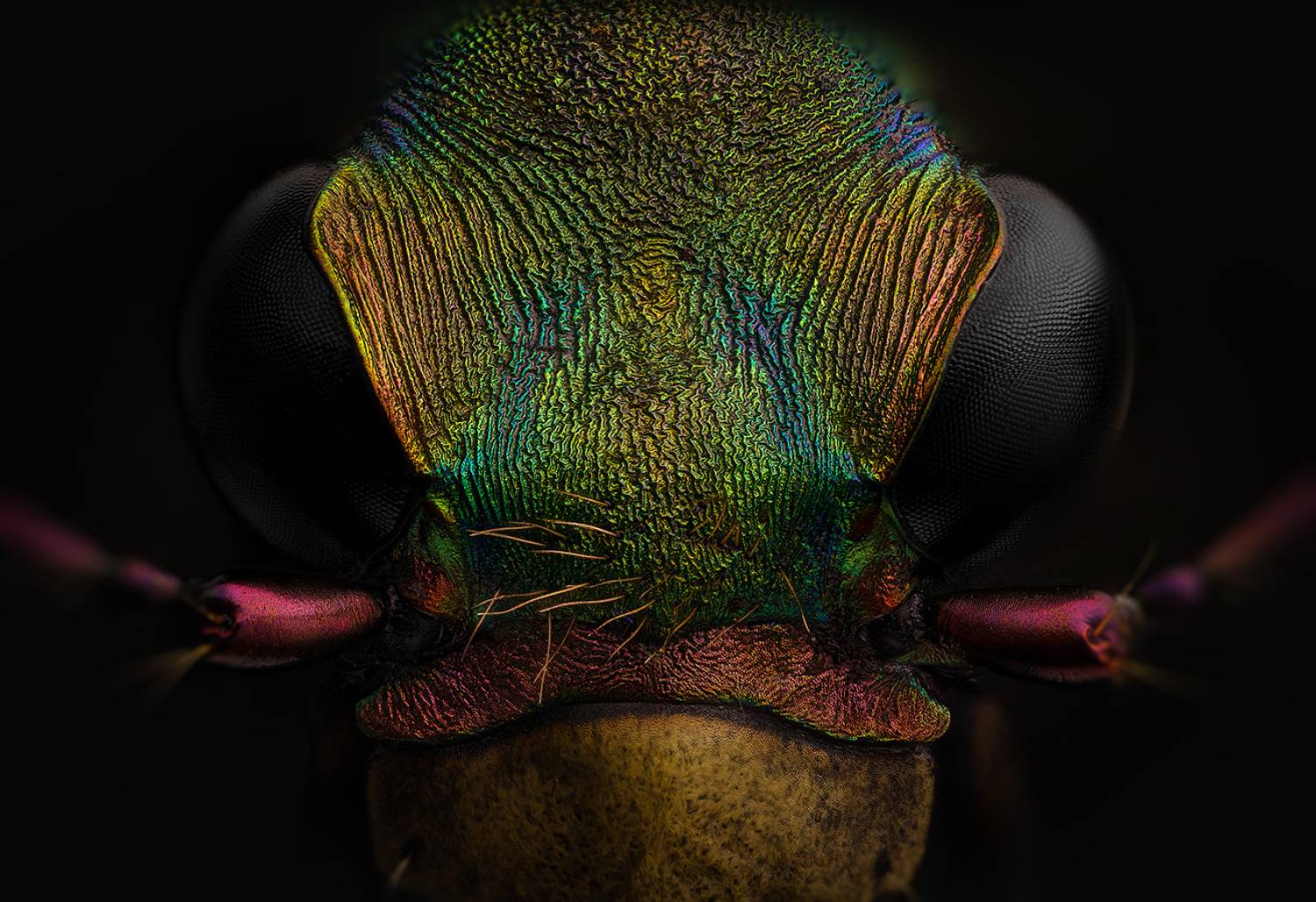 cicindela, campestris, скакун полевой, Eugenijus Kavaliauskas