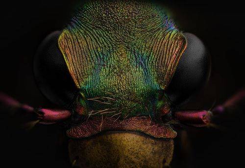 Полевой охотник