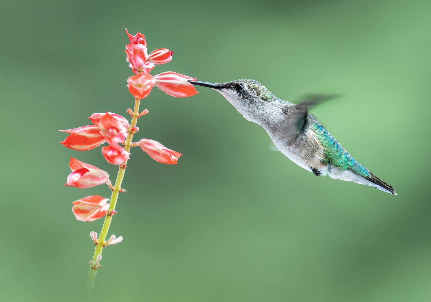 bird, humming, hummingbird, hummingbirds, hummer, rufous, nature, animals, wild, action, dynamic, Atul Saluja