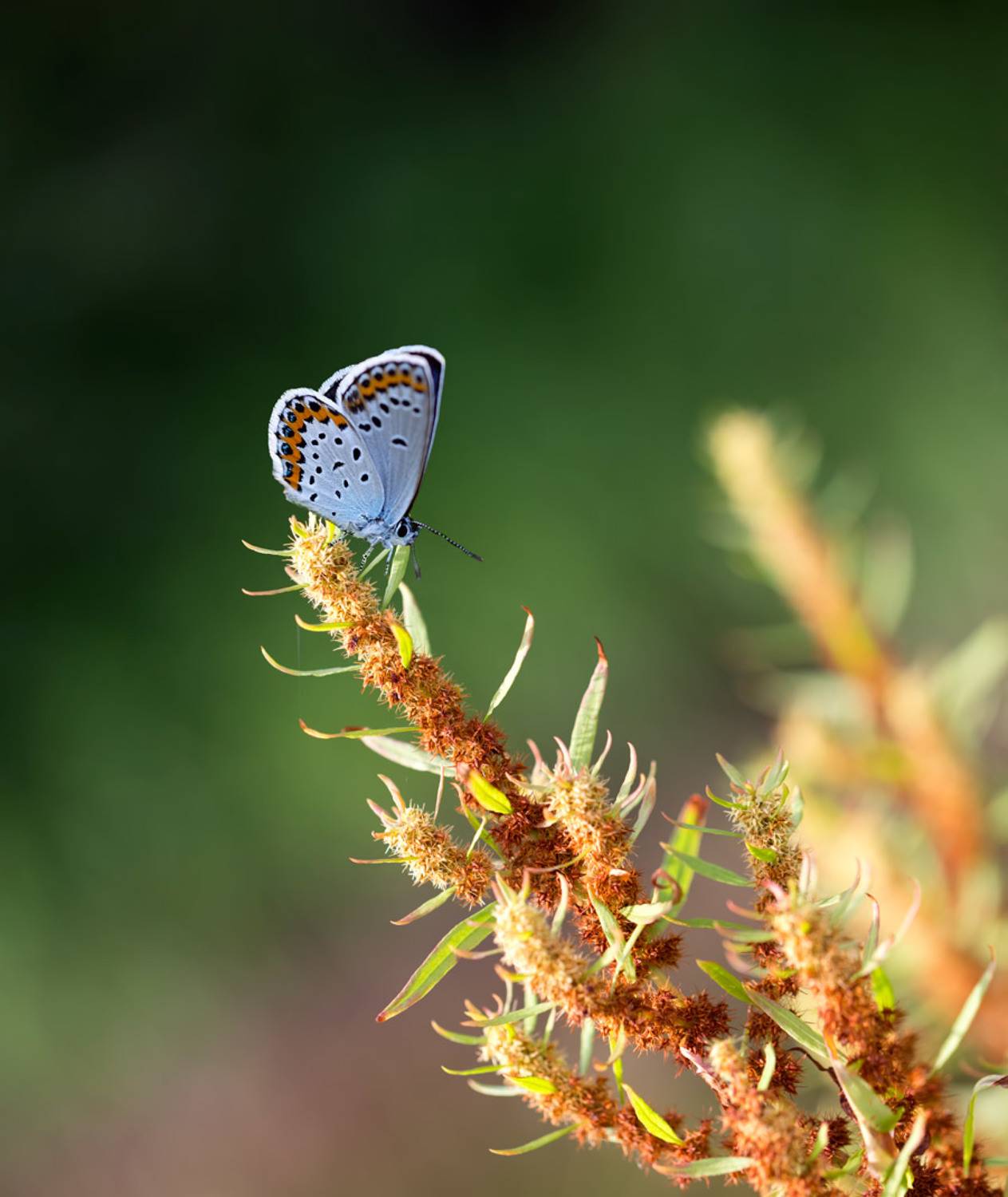 бабочка, лето, макро, природа, Евгений Паршуков