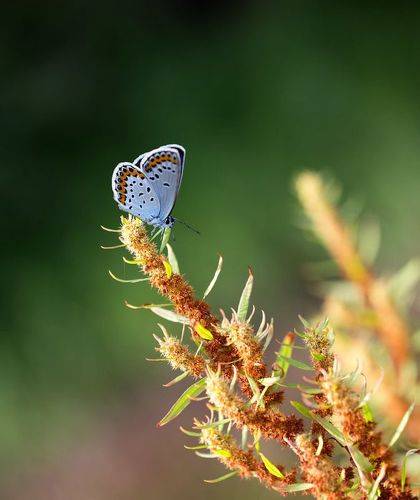 butterfly