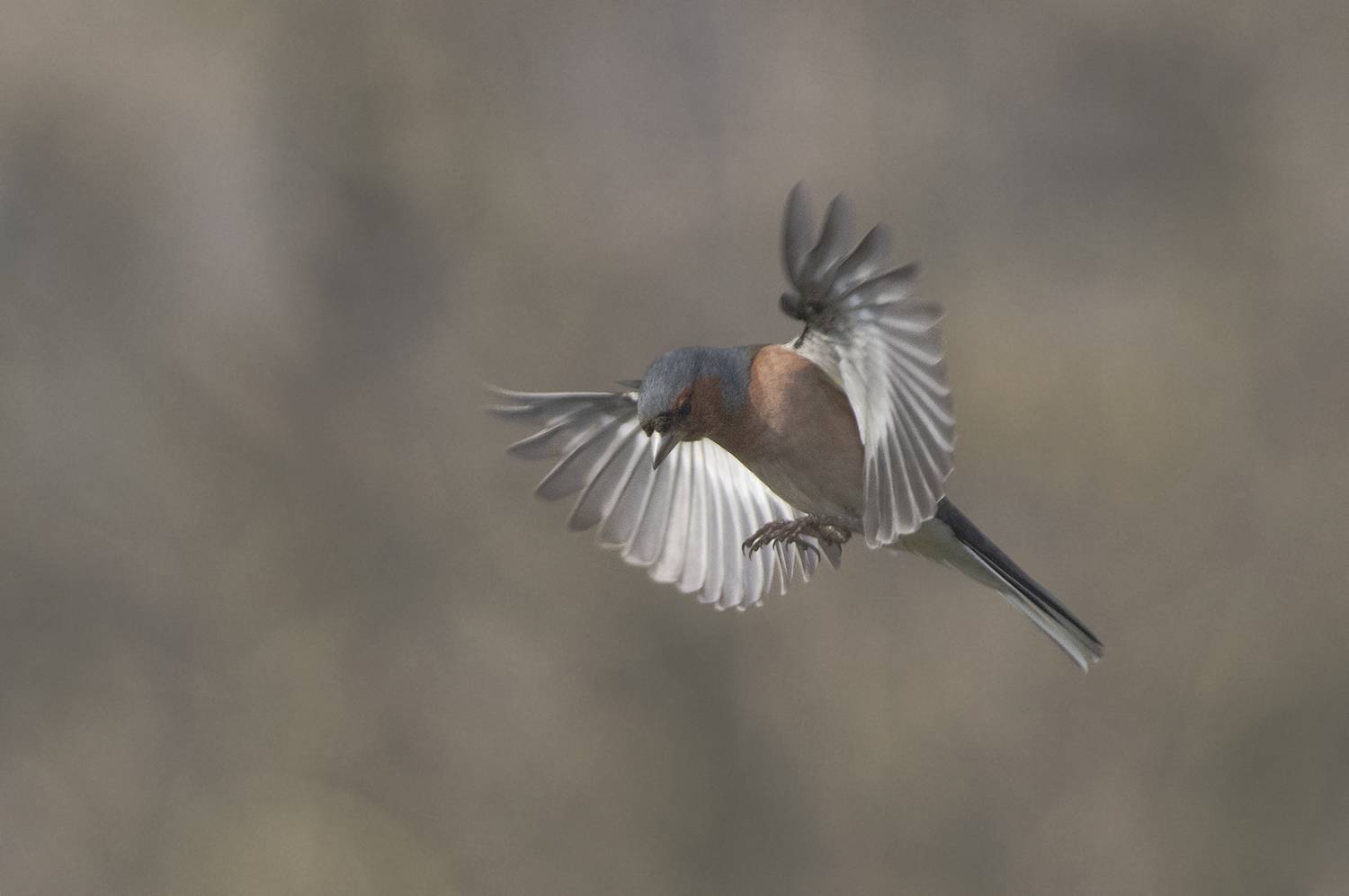 , Евгени Стефанов