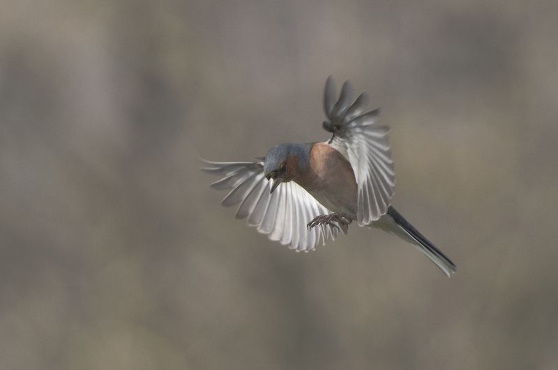 Зяблик фото превью