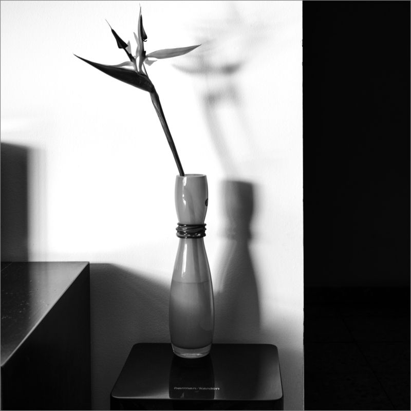 Оранжевая ваза, оранжевый цветок фото превью