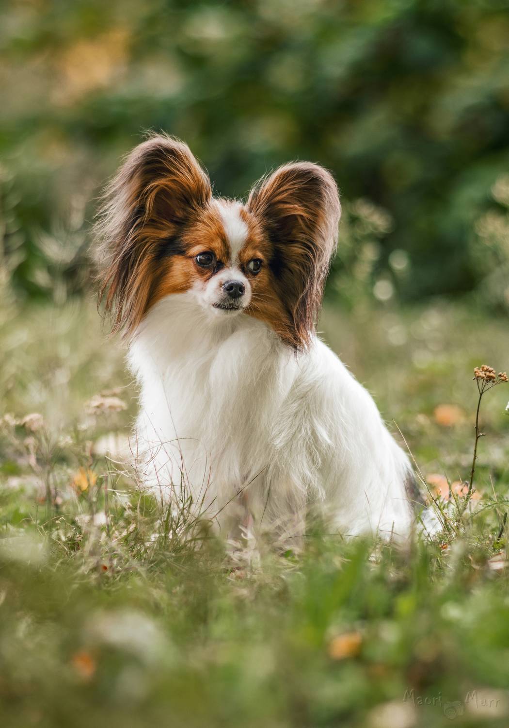 собака, папильон, Маори Мурр