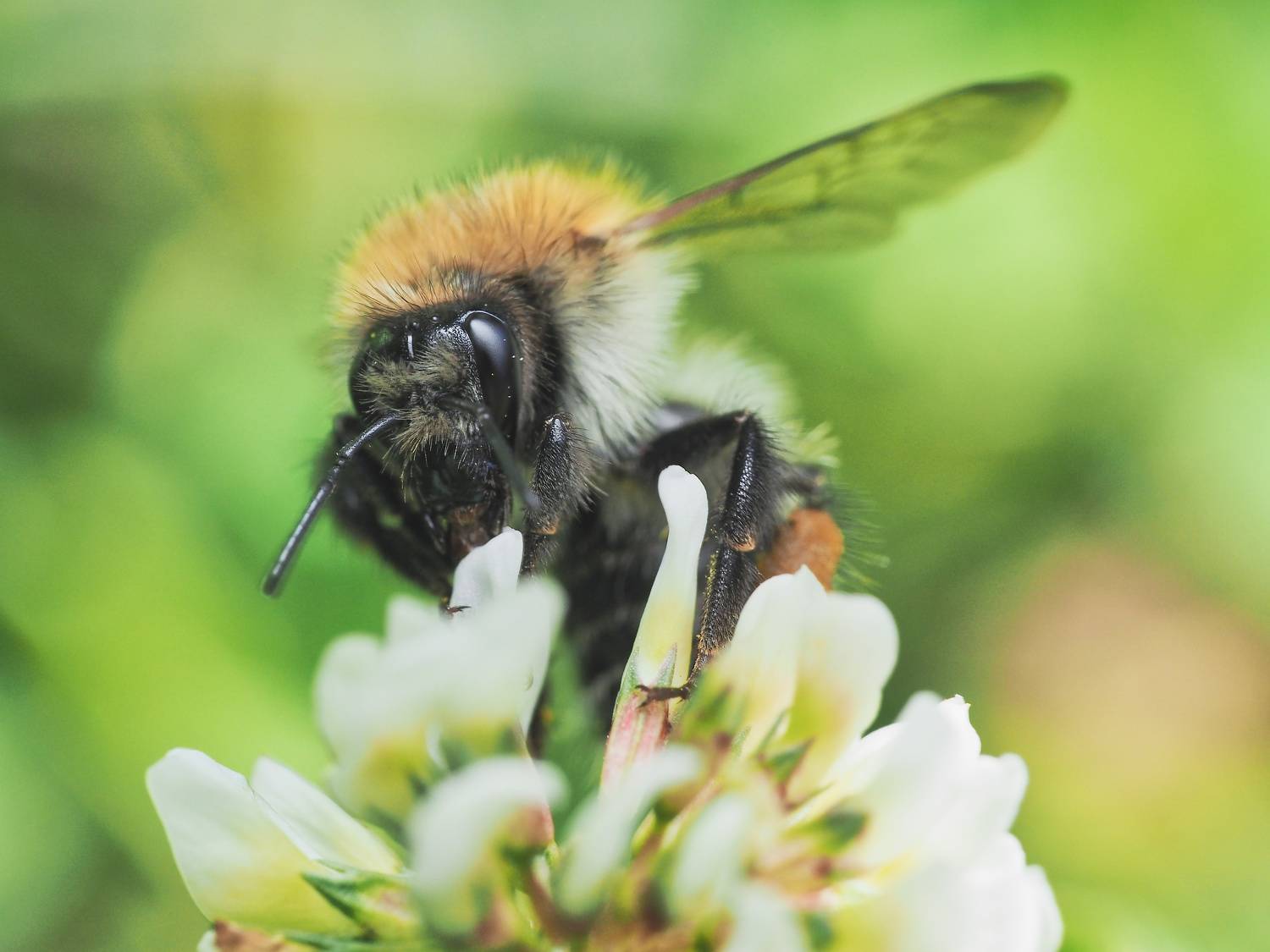 насекомое, шмель, макро, клевер, зелёный, macro, insect, clover, green, bumble_bee, Ирина Протченко