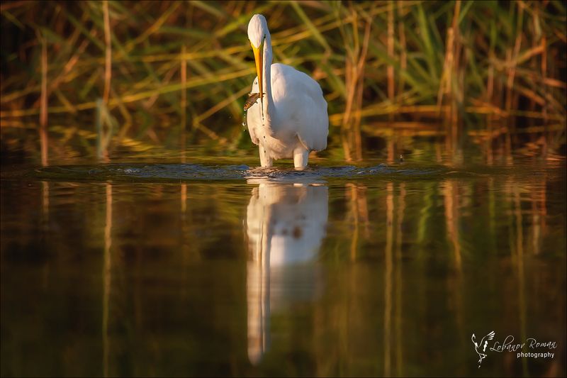 * * * фото превью