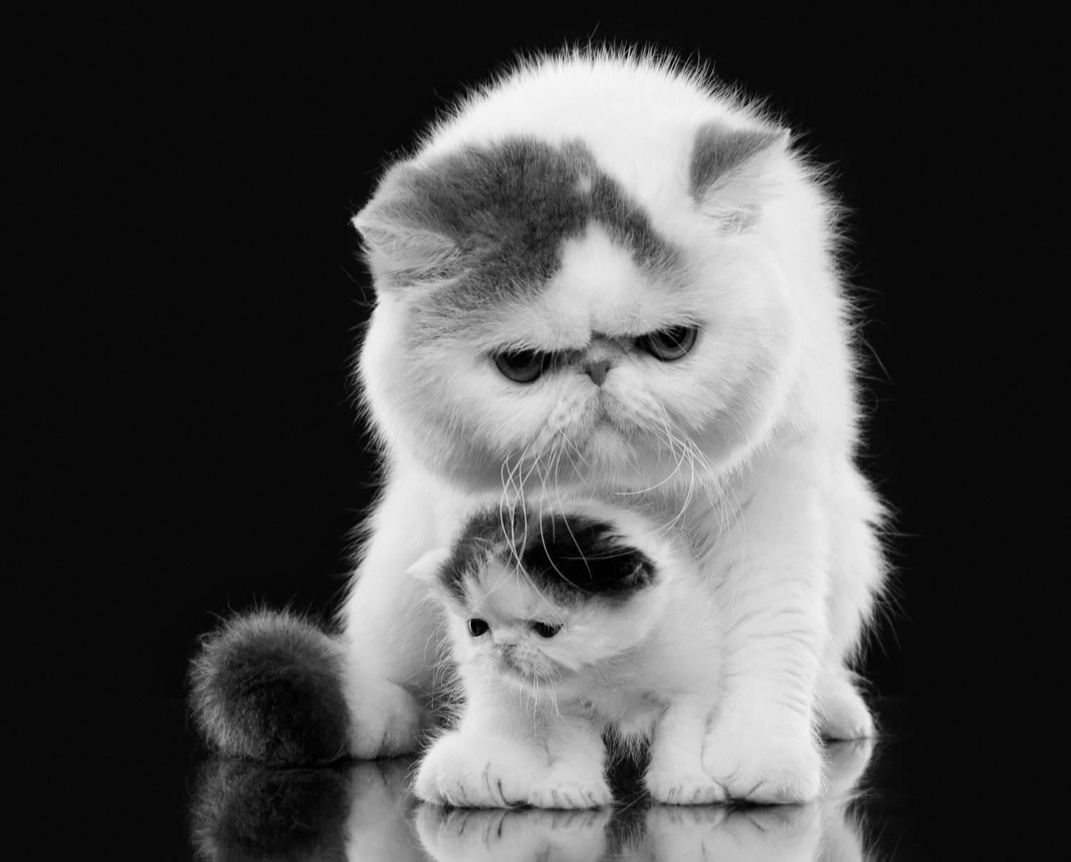 кот, котенок, отец, защита, Дёгтев Евгений