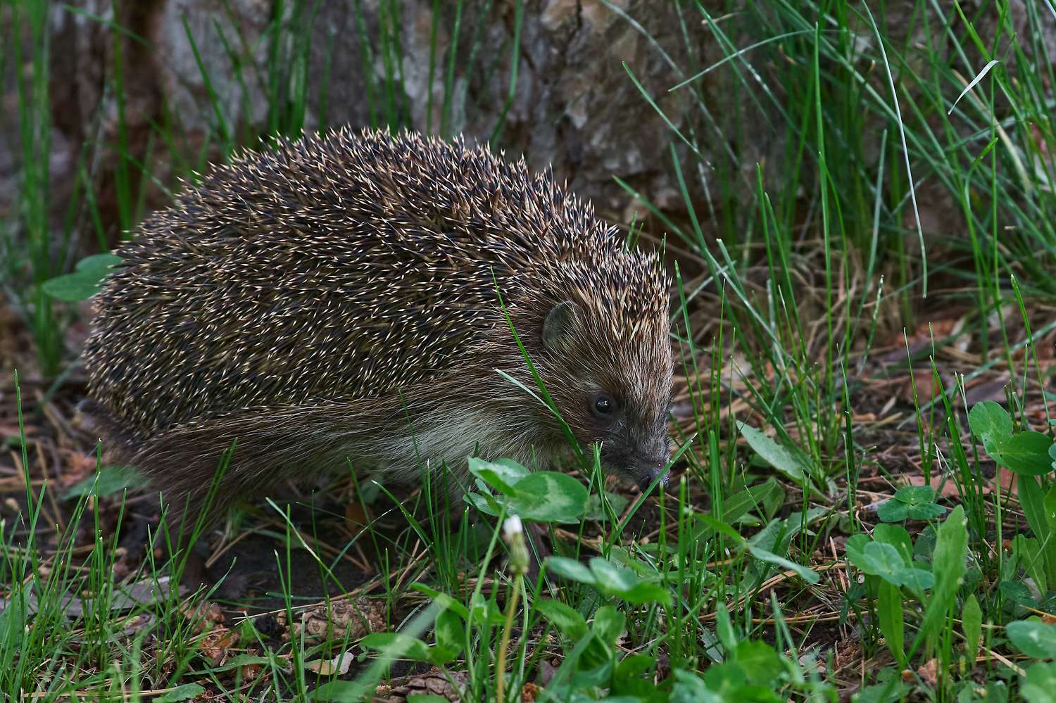 Erinaceus europaeus, volgograd, russia, wildlife, , Сторчилов Павел