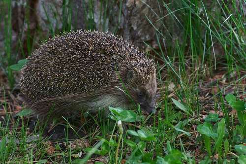 Erinaceus europaeus
