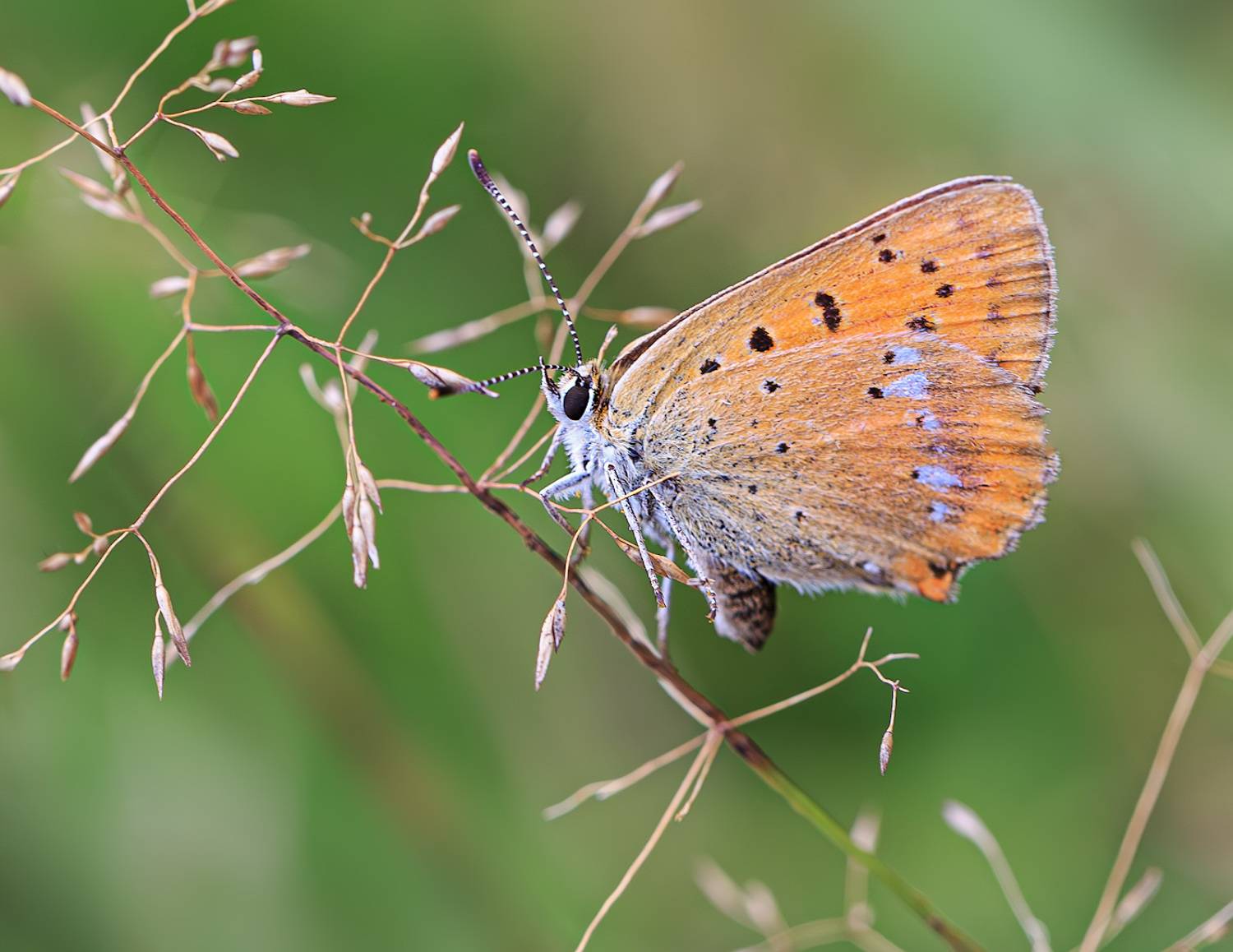 насекомые, бабочка, голубянка, червонец, огненный, лето, август, Борис Новиков