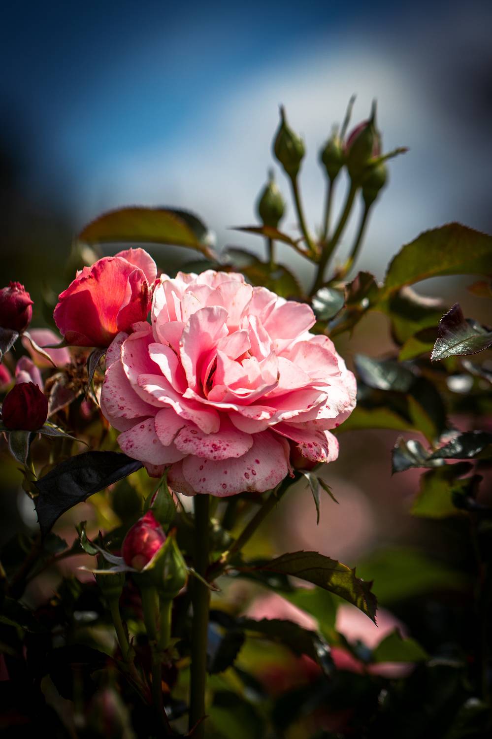 , Бравичева Анастасия