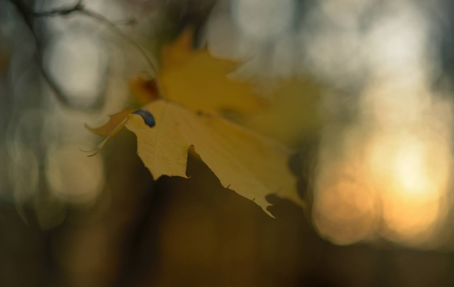 осень листва утро лес, Александр Жарников