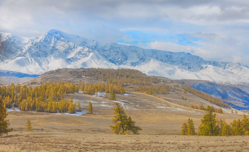Курай фото превью