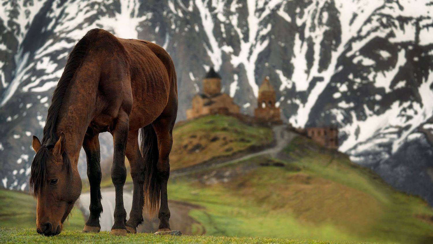 грузия, казбеги, церковь, степанцминда, конь, лошадь, horse, georgia, Василеня Роман