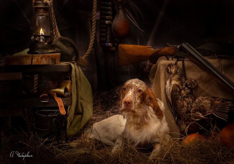 английский, сеттер, охота, портрет, студийный, дичь, ружье, собака, добыча, вальдшнеп, амуниция, сельский, винтаж, подворье Английский сеттер. Портрет после охоты фото превью