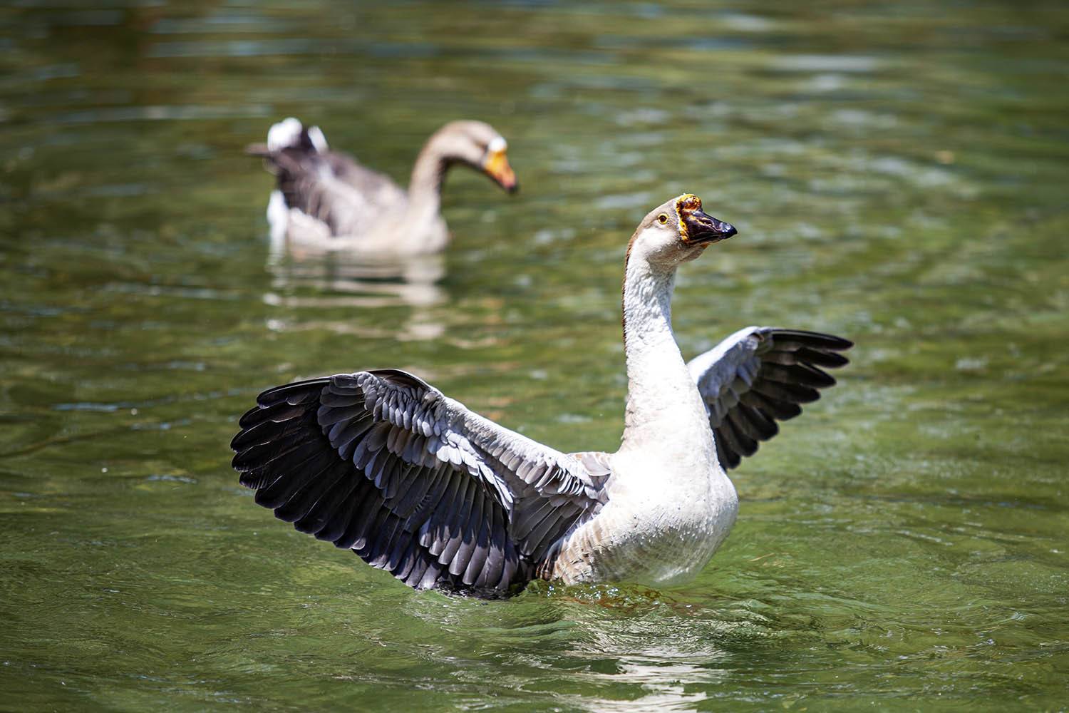 , mehdi karimi souderjani
